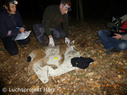 Luchs M6 wird besendert. Mit dabei war ein Fernseh-Team vom NDR. (Foto: Luchsprojekt Harz)
