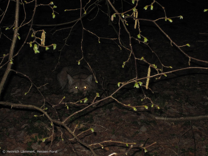 Luchs bei Hessisch-Lichtenau (Foto: Heinrich Lämmert, Hessen-Forst)
