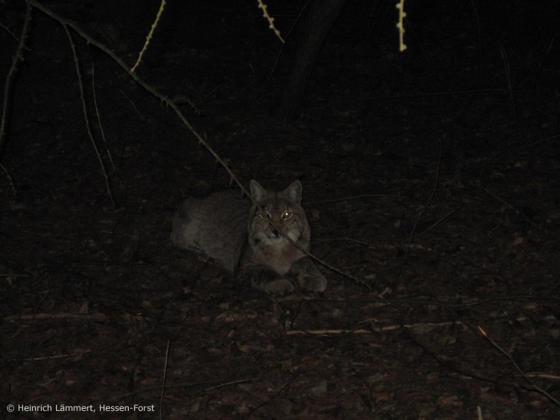 Luchs bei Hessisch-Lichtenau (Foto: Heinrich Lämmert, Hessen-Forst)