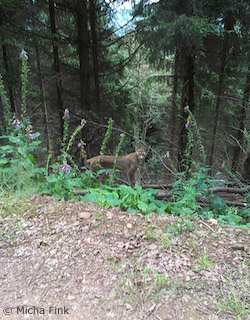 Luchs am Bilstein (Foto: Micha Fink)
