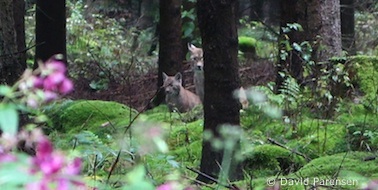 Luchse im Kaufunger Wald (Foto: David Parensen)
