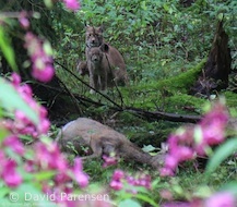 Luchsfamilie im Kaufunger Wald nahe Rehriss (Foto: David Parensen)