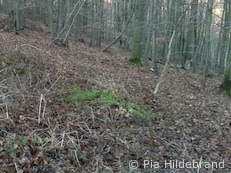 Luchse bei Söhrewald (Foto: Pia Hildebrand)