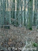 Luchs bei Söhrewald (Foto: Pia Hildebrand)
