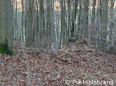 Luchs bei Söhrewald (Foto: Pia Hildebrand)