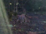 Luchs im Seulingswald (Foto: Marcel Lepke)