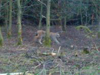 Luchs im Seulingswald (Foto: Marcel Lepke)