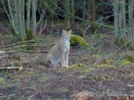 Luchs im Seulingswald (Foto: Marcel Lepke)