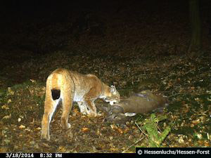 Luchs am Rehriss im Seulingswald (Foto: Hessenluchs/Hessen-Forst)
