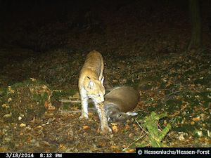 Luchs und Rehriss im Seulingswald (Foto: Hessenluchs/Hessen-Forst)