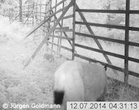 Luchs läuft durch Fotofalle im Kaufunger Wald, Foto 1 (Foto: Jürgen Goldmann)