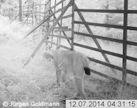 Luchs läuft durch Fotofalle im Kaufunger Wald, Foto 2 (Foto: Jürgen Goldmann)