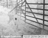 Luchs läuft durch Fotofalle im Kaufunger Wald, Foto 3 (Foto: Jürgen Goldmann)