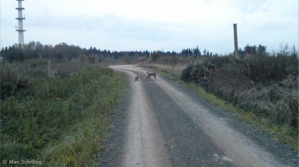Mutter und Jungluchs bei Söhrewald (Landkreis Kassel) (Videoausschnitt: Max Schilling)