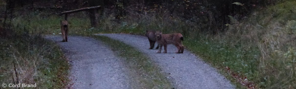 Luchsin mit zwei Jungtieren auf Waldweg bei Nieste (Foto: Cord Brand)