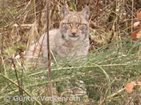 Luchs im Unterholz (Foto: Günter Vockenroth)