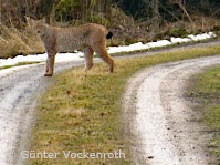 Luchs auf einem Waldweg bei Söhrewald (Foto: Günter Vockenroth)