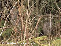 zwei Luchse im Unterholz bei Söhrewald im Landkreis Kassel (Foto: Günter Vockenroth)