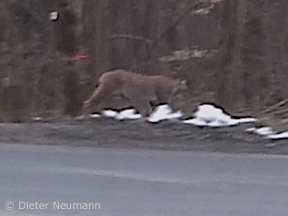 Luchs bei Sterbfritz (Ausschnitt-Vergrößerung)