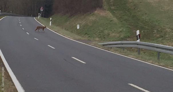 Luchs bei Weichersbach (Foto: Günter Vogler)