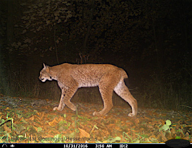 Der neue Luchs „Yuki“ (Foto: Universität Göttingen/Hessenluchs)