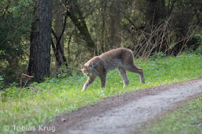 Luchs bei Cornberg (Foto: Tobias Krug)