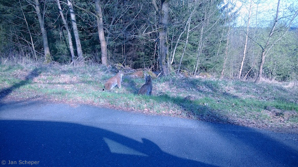 Luchse bei Nentershausen (Foto: Jan Scheper)