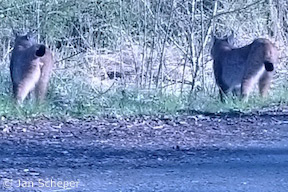 Kuder und Luchsin bei Nentershausen (Foto-Ausschnitt: Jan Scheper)