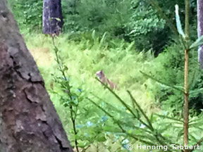 Luchs nördlich von Gerstungen (Thüringen) (Foto: Henning Tabbert)