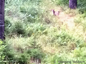 Luchs nördlich von Gerstungen (Thüringen) (Foto: Henning Tabbert)