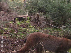 Bildausschnitt einer Fotofallenaufnahme eines Luchses im Landkreis Main-Spessart