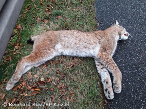 Luchs-Kuder LL131m tot an der A4 bei Bad Hersfeld aufgefunden (Foto: Reinhard Rust/RP Kassel)