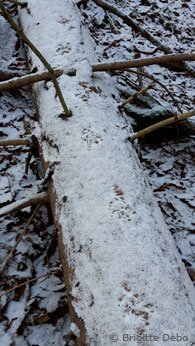 Luchsfährte auf schneebedecktem Baumstamm (Foto: Brigitte Debo)