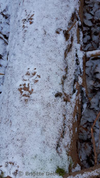 Luchsfährte auf schneebedecktem Baumstamm (Foto: Brigitte Debo)