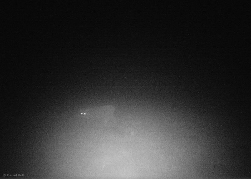 Luchs am Riss bei Sinntal (Foto: Daniel Röll)