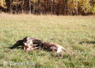 Mäusebussarde am Riss bei Sinntal (Foto: Daniel Röll)