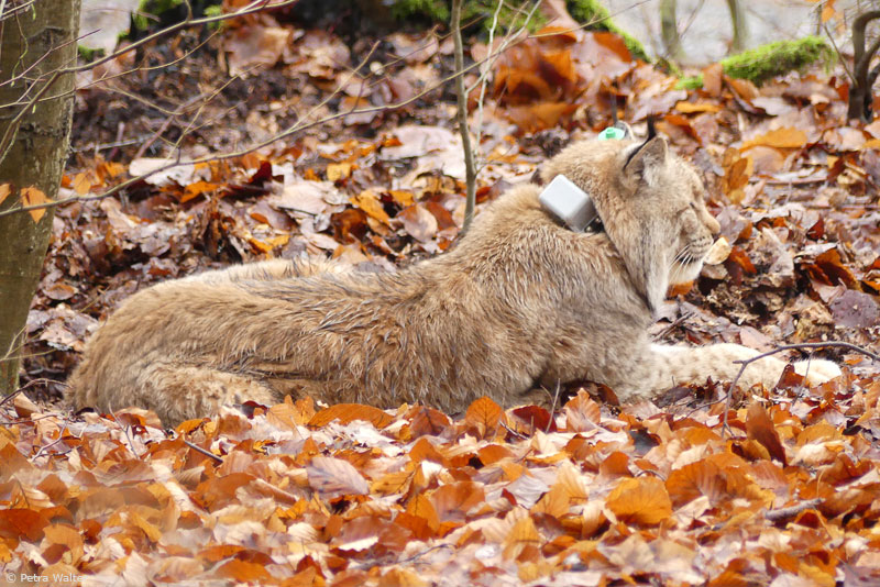 Luchs „Pou“ mit Senderhalsband im Stadtwald bei Hann. Münden (Foto: Petra Walter)