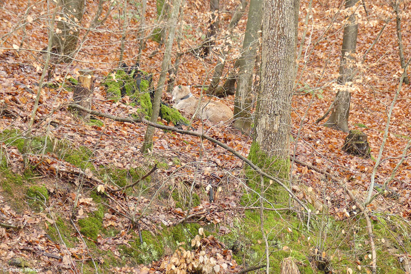 Luchs „Pou“ im Stadtwald bei Hann. Münden (Foto: Petra Walter)