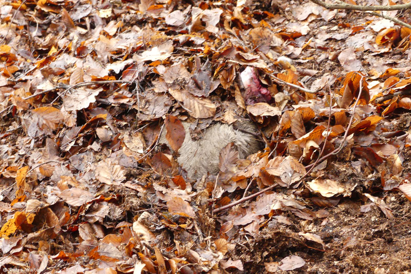 Reh-Riss im Stadtwald bei Hann. Münden (Foto: Petra Walter)