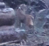 „M9“ bei Alheim (Foto: HessenForst)