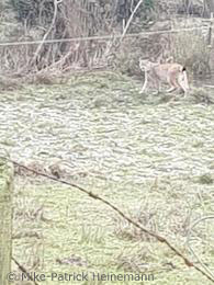 „M9“ bei Hessisch Lichtenau (Foto: Mike-Patrick Heinemann)"><br>„M9“ bei Hessisch Lichtenau