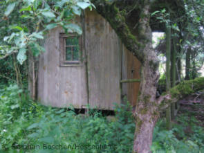 Schuppen bei Hessisch Lichtenau (Foto: Stephan Boschen/Hessenluchs)"><br>„M9“/“Pou“ im März 2016 Fundort bei Hessisch Lichtenau