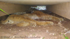 toter Luchs „M9“/“Pou“ unter einem Schuppen bei Hessisch Lichtenau (Foto: Stephan Boschen/Hessenluchs)