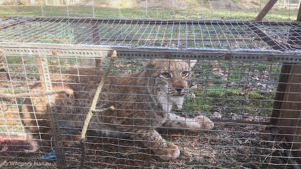 Luchs in Lebendfalle (Foto: Wildpark Hanau)