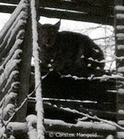 Luchs auf einem Hochsitz (Foto: Carsten Mangold)