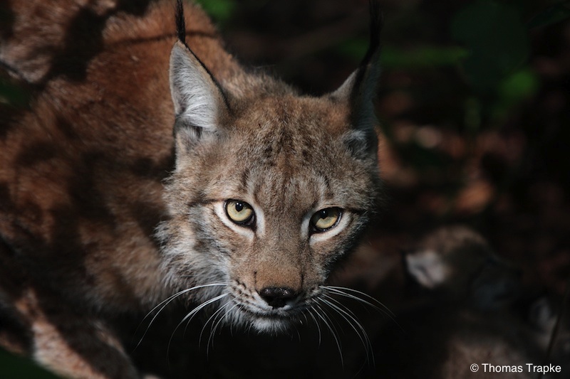 Luchs in der Wiesbadener Fasanerie (Foto: Thomas Trapke)