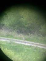 Luchs M2 schaut Richtung Kamera in Hessen durchs Fernglas fotografiert