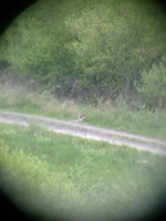 Luchs M2 liegend in Hessen durchs Fernglas fotografiert
