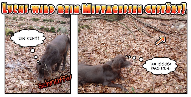 Luchs-Aufnahme im Rahmen des Flächenmonitoring in Nordhessen