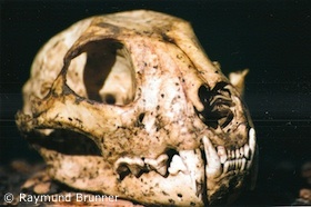 Luchsschädel (Foto: Raymund Brunner)